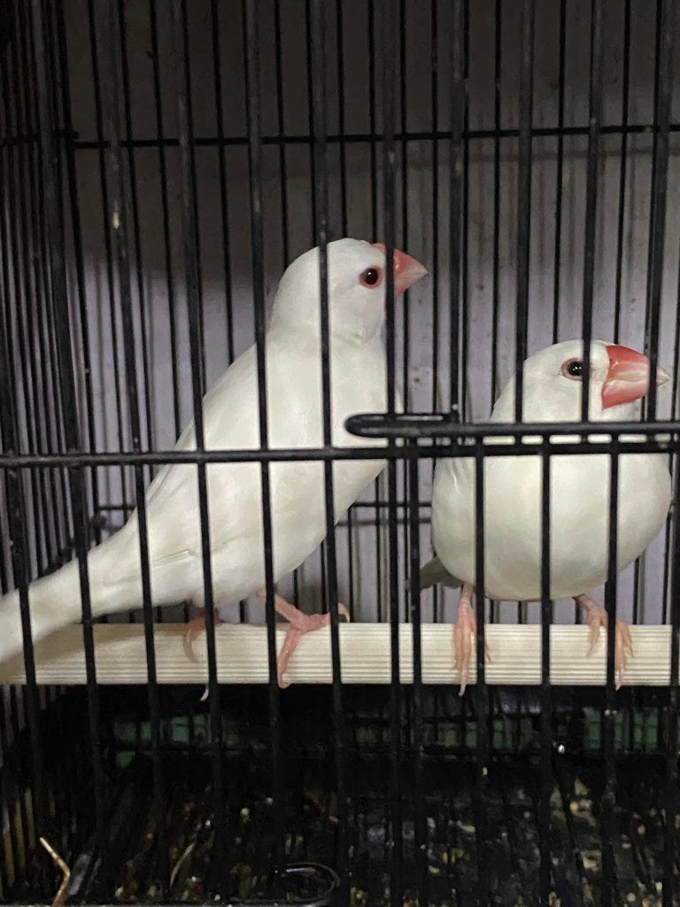 Indonesia : ‘unity in diversity’ ; Travelogue Day 10 4 113 12