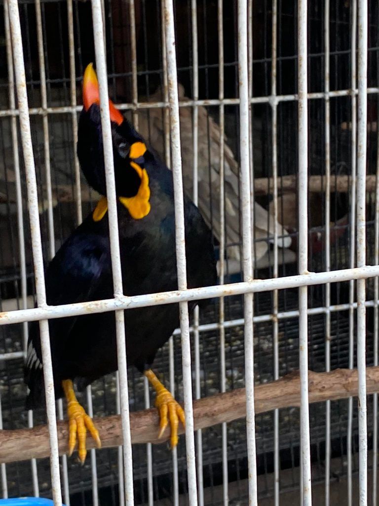 Indonesia : ‘unity in diversity’ ; Travelogue Day 10 40 149