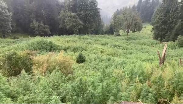 Central Bureau of Narcotics destroys 1,032 hectares of illicit cannabis (ganja) cultivation Himachal Pradesh 2 111 82