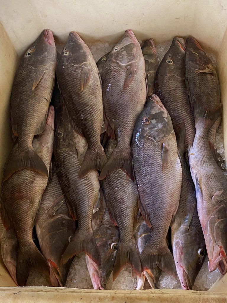 Andaman & Nicobar Islands Diary: Of fishing and fishermen 8 118 9