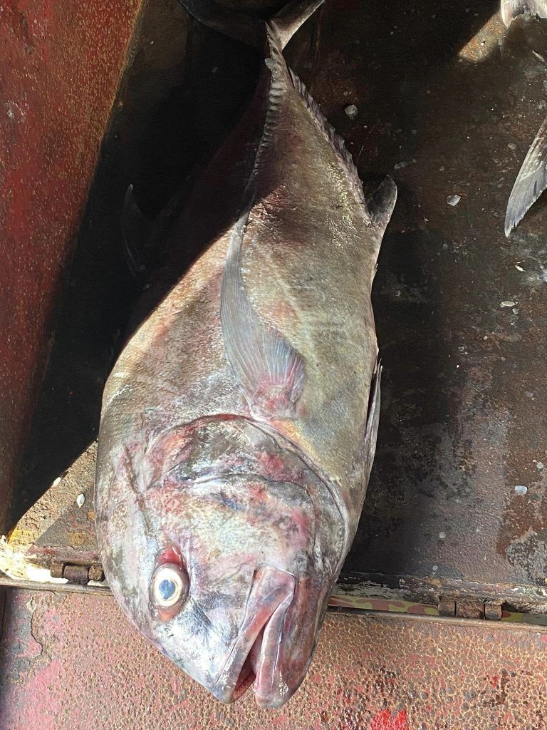 Andaman & Nicobar Islands Diary: Of fishing and fishermen 9 119 8