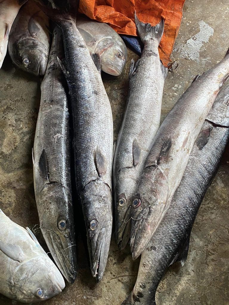 Andaman & Nicobar Islands Diary: Of fishing and fishermen 10 120 7