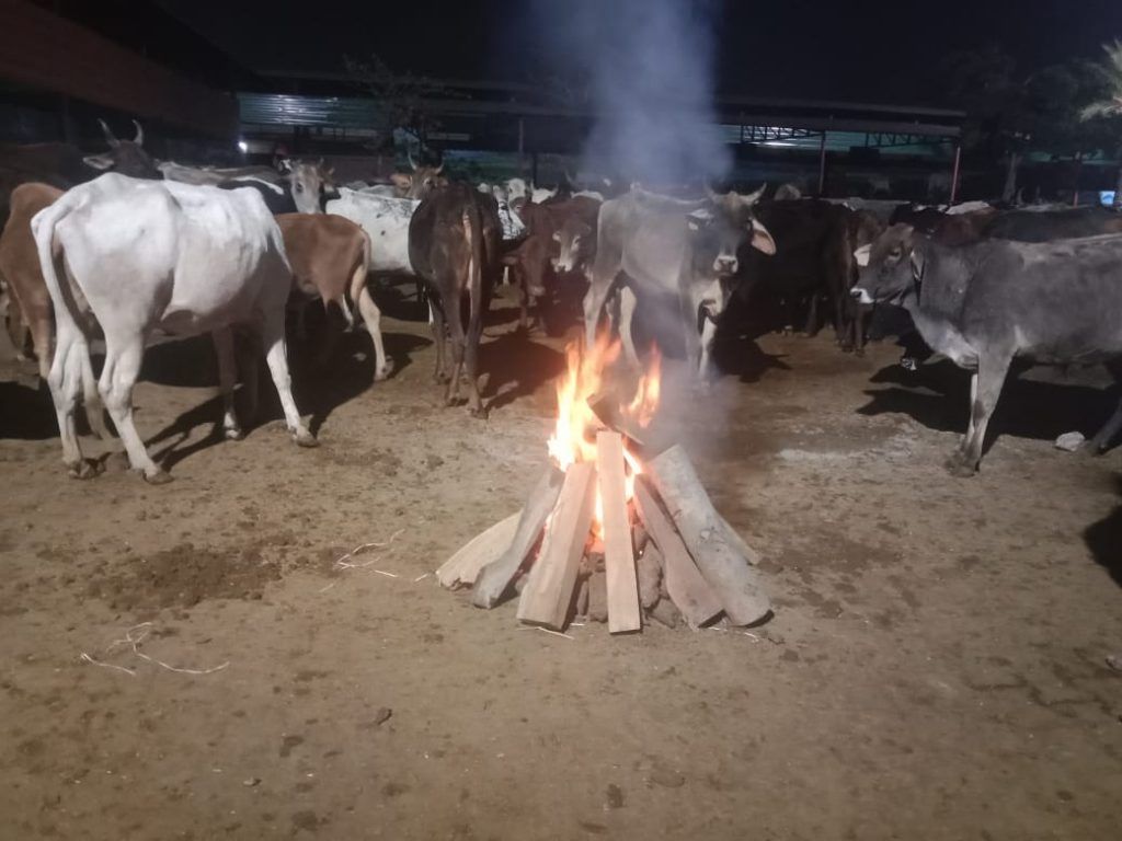 बढ़ती ठंड में आश्रयहीन हेतु निगम ने व्यवस्थित किये शेल्टर होम, गौवंशो का रखा जा रहा है विशेष ध्यान, महापौर तथा नगर आयुक्त ने किया कंबल वितरण 6 115 16