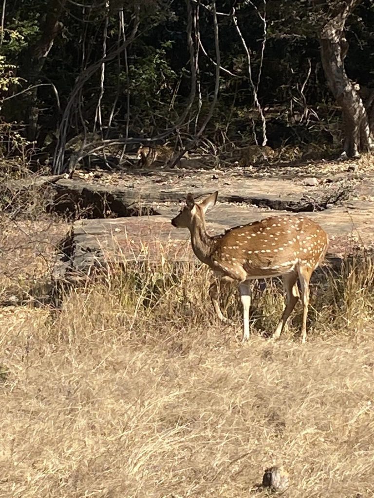 Shivpuri:Far from the madding crowd-Travelogue Day 1 2 111 1