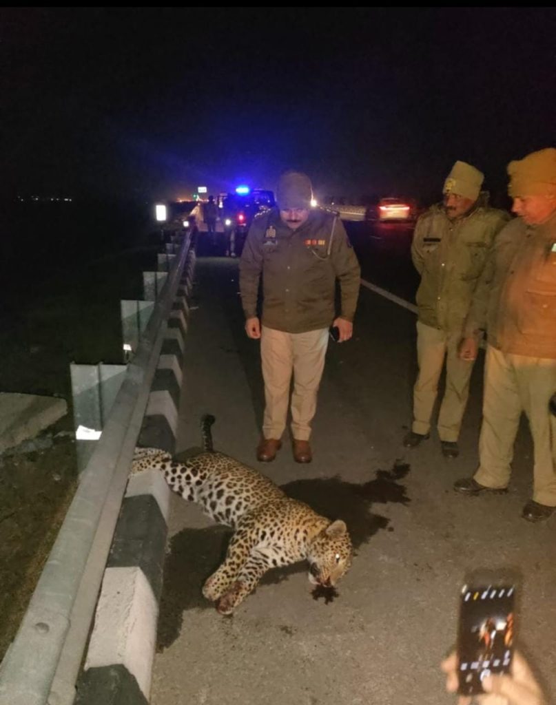कार की टक्कर से तेंदुए की मौत: दिल्ली मेरठ एक्सप्रेस वे पर बड़ी घटना, हिट एंड रन में लेपर्ड की मौत 1 111 56