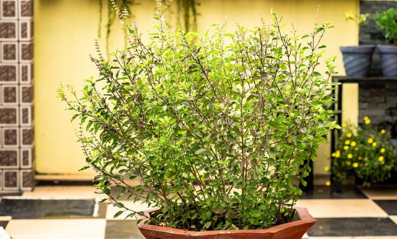 तुलसी के पौधे से जुड़ी इन विशेष बातों पर आप भी एक नजर जरूर डालें 1 111 30