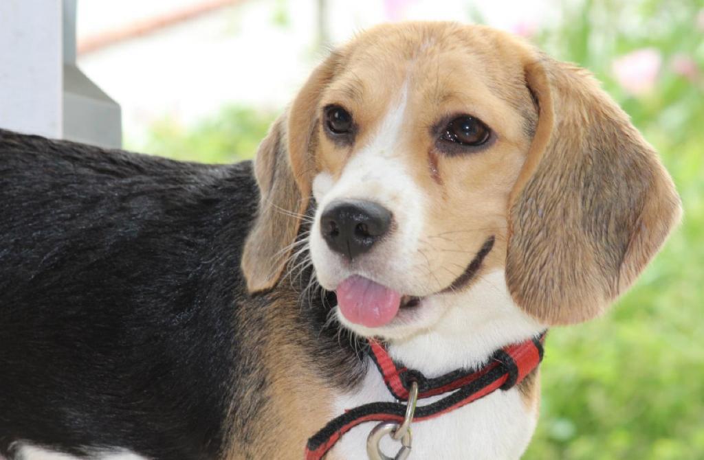 No longer by our side but forever in heart : Silky (27/05/2017 - 22/03/2023) 4 111 45