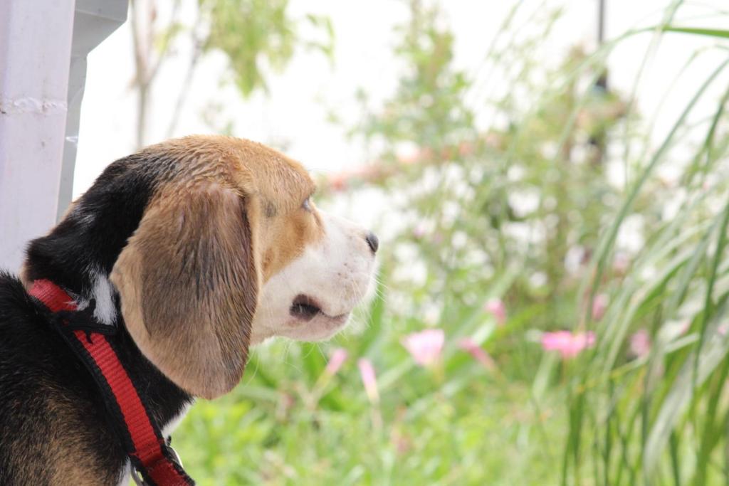 No longer by our side but forever in heart : Silky (27/05/2017 - 22/03/2023) 3 111 46