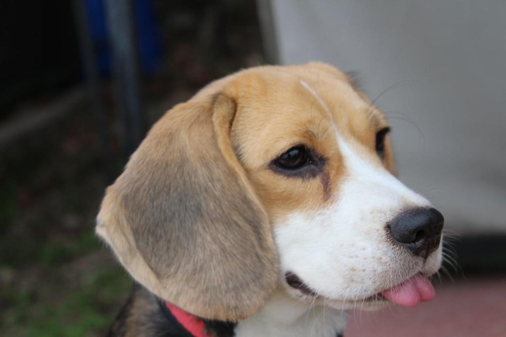 No longer by our side but forever in heart : Silky (27/05/2017 - 22/03/2023) 12 111 47