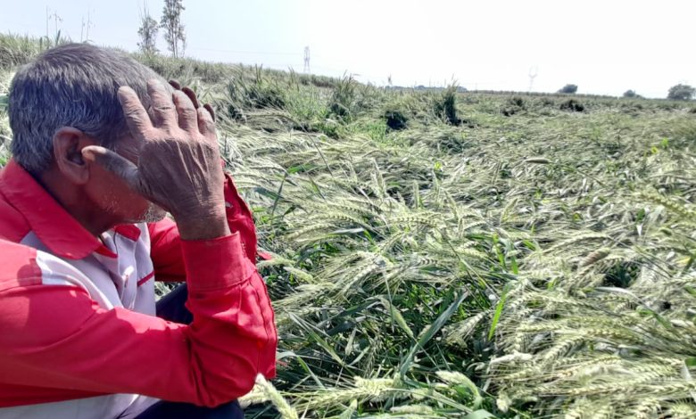 पश्चिम उत्तर प्रदेश में हुई बारिश और ओलावृष्टि से किसानों की फसल को बड़ा नुकसान 1 111 50