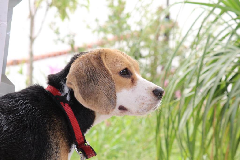 No longer by our side but forever in heart : Silky (27/05/2017 - 22/03/2023) 5 112 25