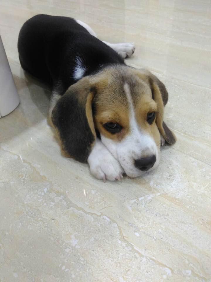 No longer by our side but forever in heart : Silky (27/05/2017 - 22/03/2023) 13 112 26