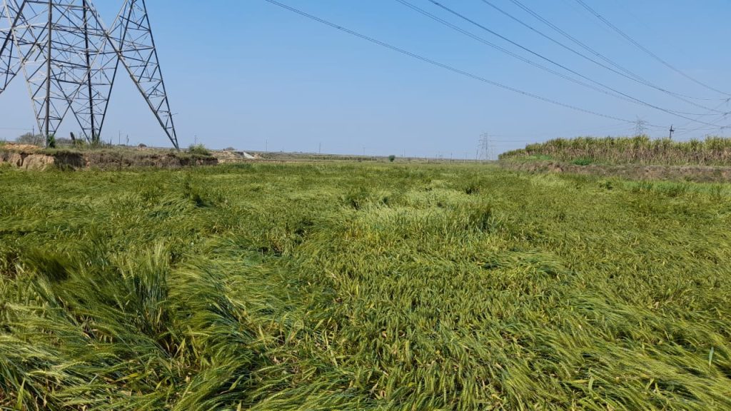 पश्चिम उत्तर प्रदेश में हुई बारिश और ओलावृष्टि से किसानों की फसल को बड़ा नुकसान 3 112 28