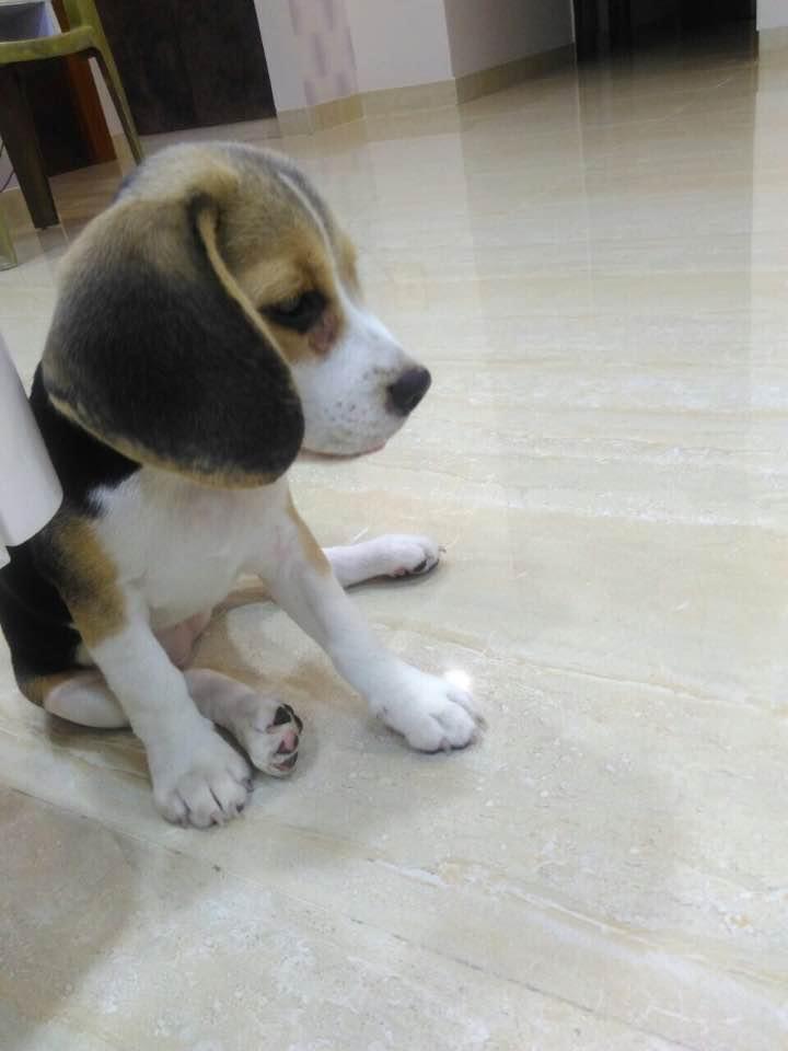 No longer by our side but forever in heart : Silky (27/05/2017 - 22/03/2023) 14 113 18