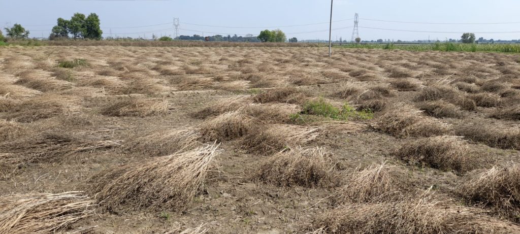 पश्चिम उत्तर प्रदेश में हुई बारिश और ओलावृष्टि से किसानों की फसल को बड़ा नुकसान 4 113 19