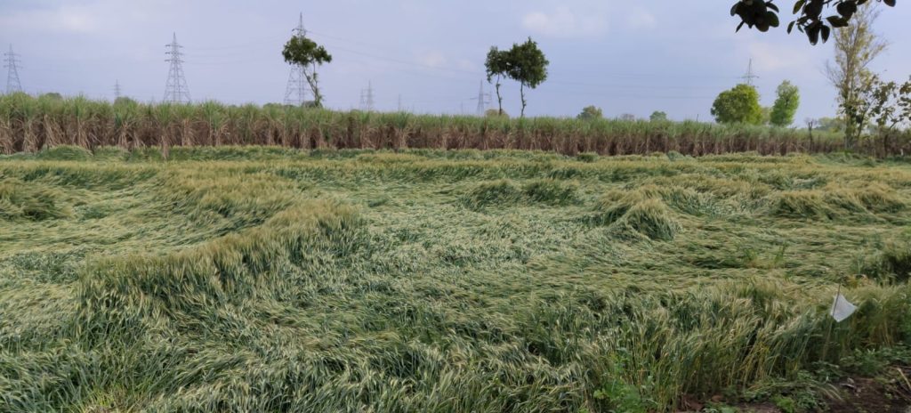 अन्नदाताओं पर पड़ी मौसम की मार,बारिश और ओलावृष्टि ने तोड़ी कमर 5 115 9