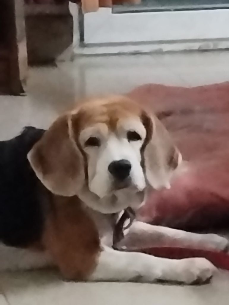 No longer by our side but forever in heart : Silky (27/05/2017 - 22/03/2023) 15 111 11