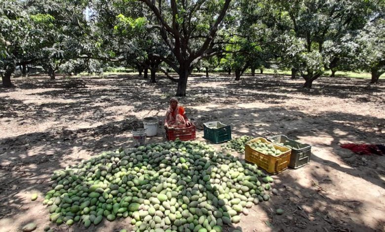 Severe Storm and Rain in Meerut Cause Massive Losses for Mango Farmers 1 111 76