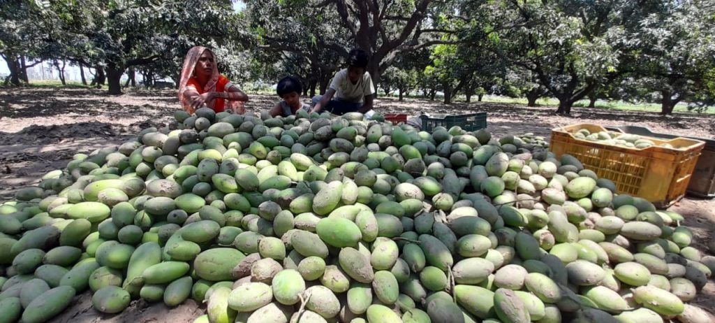 Severe Storm and Rain in Meerut Cause Massive Losses for Mango Farmers 2 112 48