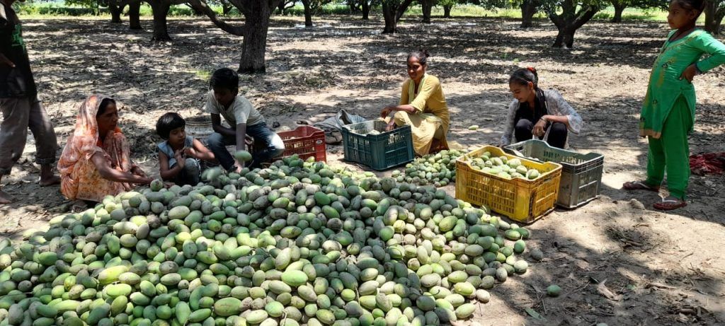 Severe Storm and Rain in Meerut Cause Massive Losses for Mango Farmers 3 113 30