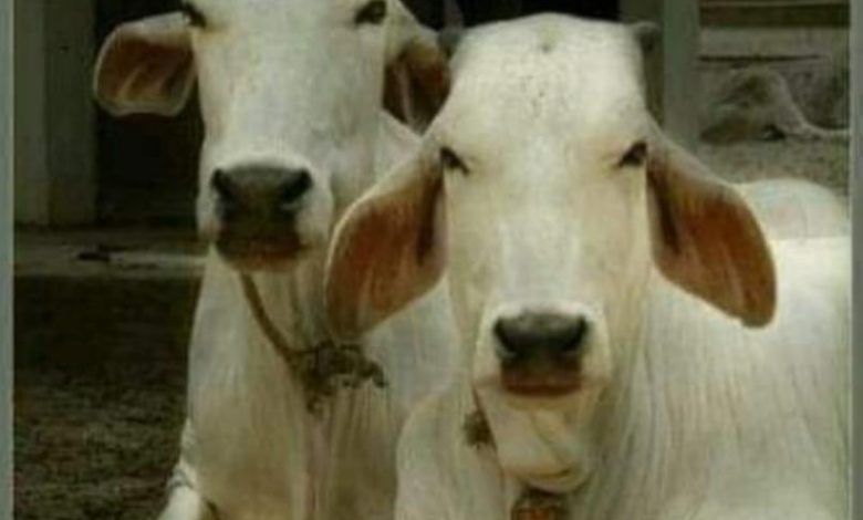 निराश्रित गोवंश मुक्ति की दिशा में वर्गीकृत वीर्य से गोवंशीय पशुओं के गर्भाधान को बढ़ावा 1 111 67