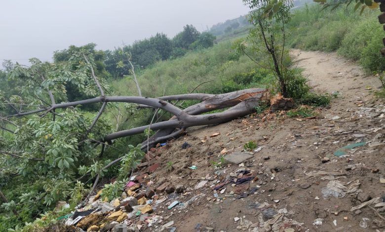 Green Grief in Raj Nagar Extension: A Lush Green Tree Chopped Down in Front of KW 6 Mall 1 111 71