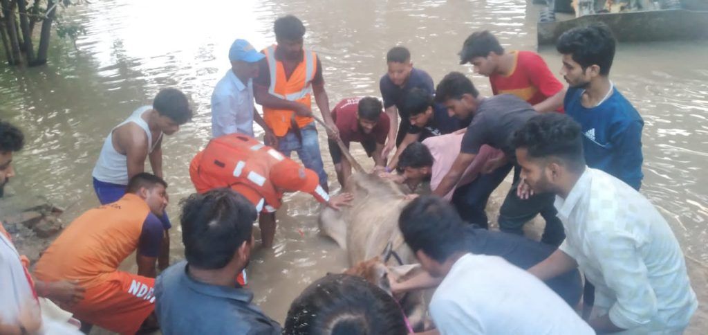 NDRF Launches Heroic Rescue Mission as Flood Waters Surge in Delhi NCR 4 112 24