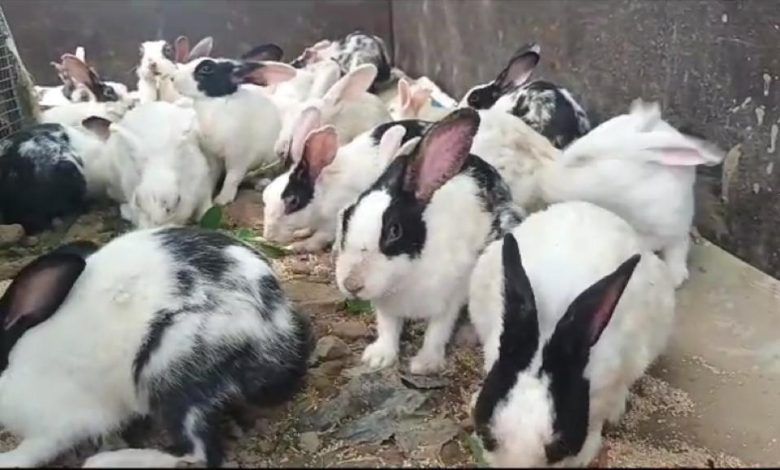Picnic Spot City Forest Devastated by Flood; Rabbits Rescued, Available for Adoption 1 aaa 2