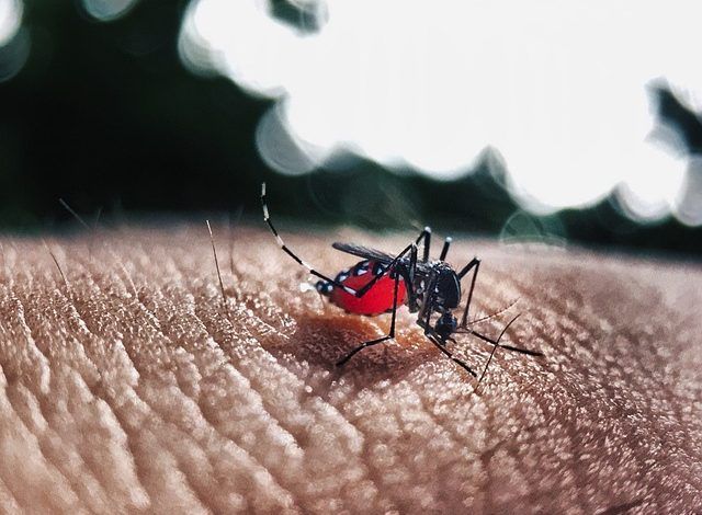 Dengue Claims First Life in Ghaziabad: 5 Confirmed Cases Raise Alarm 1 111 7
