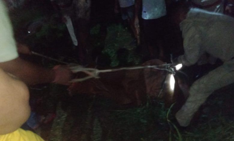Cow trapped in Open Sewer as Civic Authorities Neglect Radha Garden's Civic Woes 1 114 1