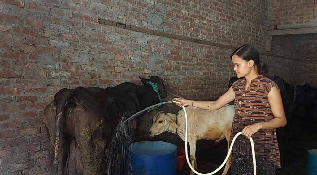 Jasmine Malik: The Cow Guardian Angel - Single-Handedly Caring for 50 Cattle, Defying All Odds! 2 111 19