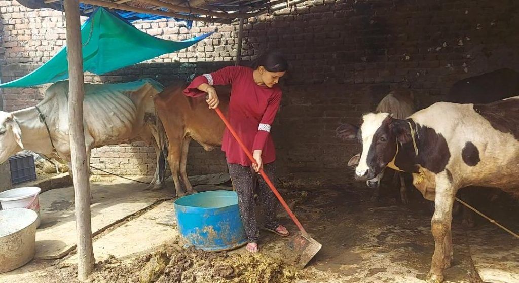 Jasmine Malik: The Cow Guardian Angel - Single-Handedly Caring for 50 Cattle, Defying All Odds! 3 112 13