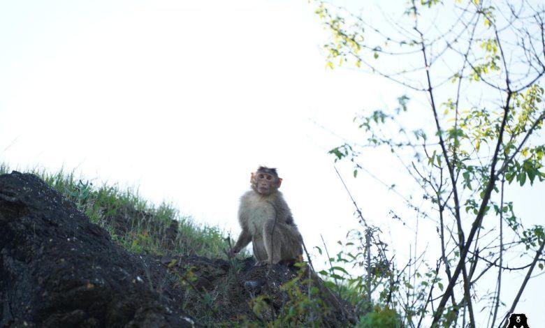 अंतर्राष्ट्रीय प्राइमेट दिवस: भारत में मानव-प्राइमेट संघर्ष पर प्रकाश 1 111 107