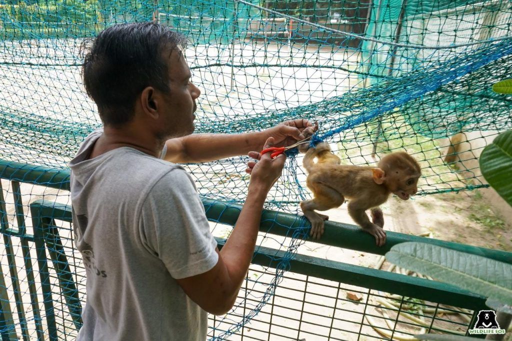 अंतर्राष्ट्रीय प्राइमेट दिवस: भारत में मानव-प्राइमेट संघर्ष पर प्रकाश 2 112 46
