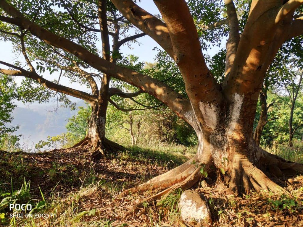 A Foot Traveler's Tale: Discovering Guwahati's Hidden Trails 20 128