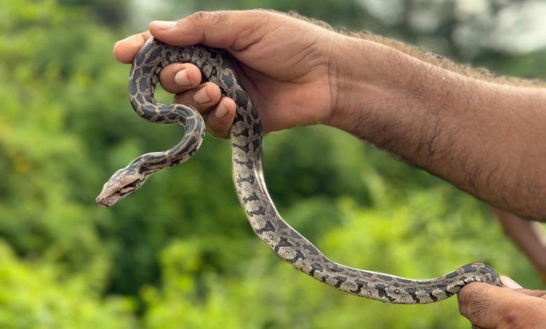 उत्तर प्रदेश वन विभाग और वाइल्डलाइफ एसओएस ने 25 भारतीय रॉक अजगर के बच्चों को बचाया! 1 111 14