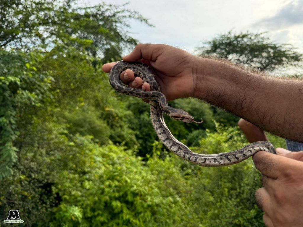 उत्तर प्रदेश वन विभाग और वाइल्डलाइफ एसओएस ने 25 भारतीय रॉक अजगर के बच्चों को बचाया! 2 112 5