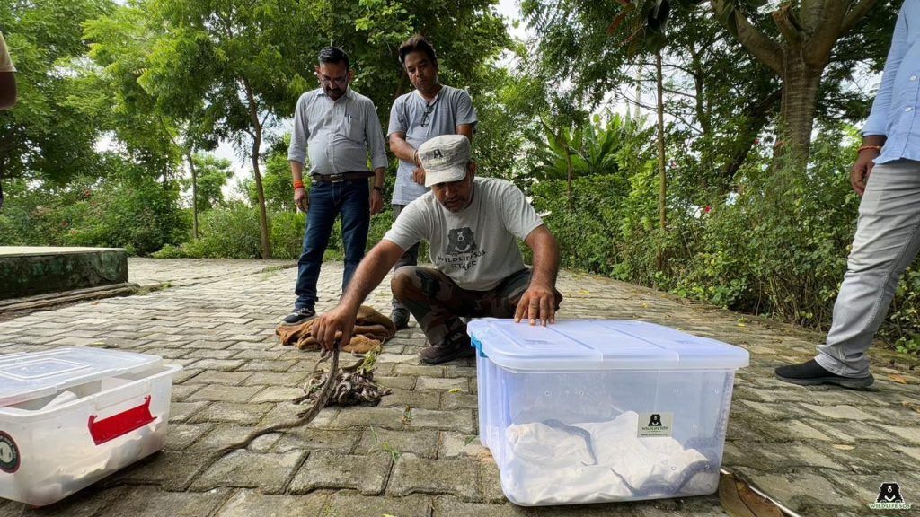 उत्तर प्रदेश वन विभाग और वाइल्डलाइफ एसओएस ने 25 भारतीय रॉक अजगर के बच्चों को बचाया! 3 113 2