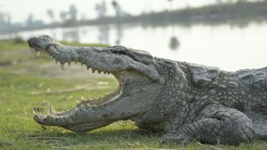 112 8