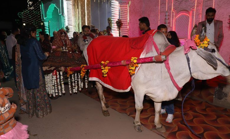 Ghaziabad Environmentalist’s Unique Wedding Goes Viral: Dowry of 11,000 Saplings 1 111 1