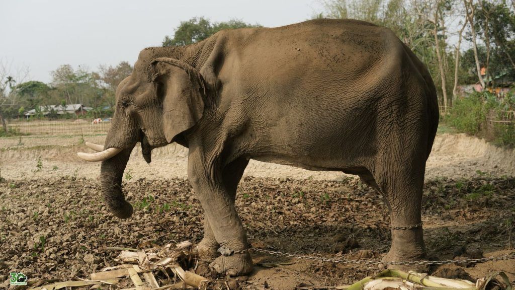 2,000 किलोमीटर की यात्रा तय कर घायल हाथी को मथुरा स्थित वाइल्डलाइफ एसओएस के हाथी अस्पताल में देखभाल के लिए लाया गया 4 114 3