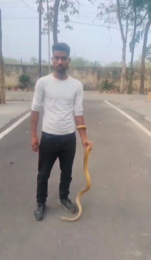 Brave Youth Becomes Local Hero as Snake Sightings Surge in Pandav Nagar Colony, Meerut 1 111 26