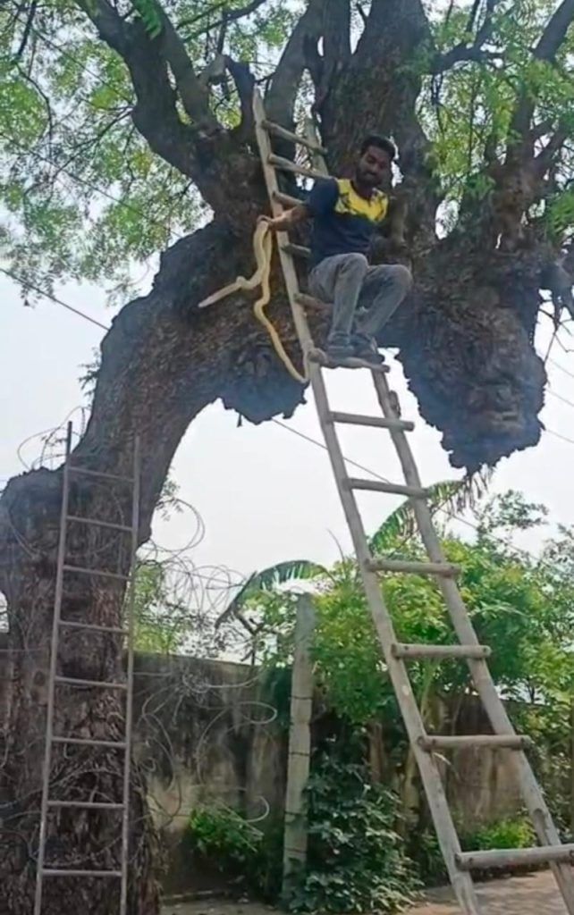 Brave Youth Becomes Local Hero as Snake Sightings Surge in Pandav Nagar Colony, Meerut 2 114 1