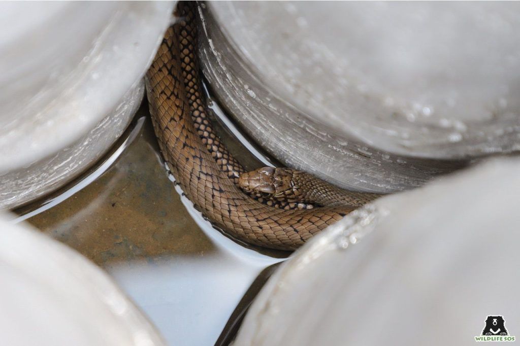 विश्व सर्प दिवस: इस मानसून सीज़न में अब तक आगरा से लगभग 100 सांप बचाए गए 2 111 1