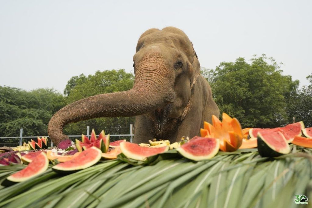 आज़ादी के 15 साल: जानिये कैसे ट्रक एक्सीडेंट में घायल हुए हाथी ने रची आत्मविश्वास और द्रढ़ता की नई कहानी 3 112 10
