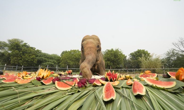 आज़ादी के 15 साल: जानिये कैसे ट्रक एक्सीडेंट में घायल हुए हाथी ने रची आत्मविश्वास और द्रढ़ता की नई कहानी 1 113 4