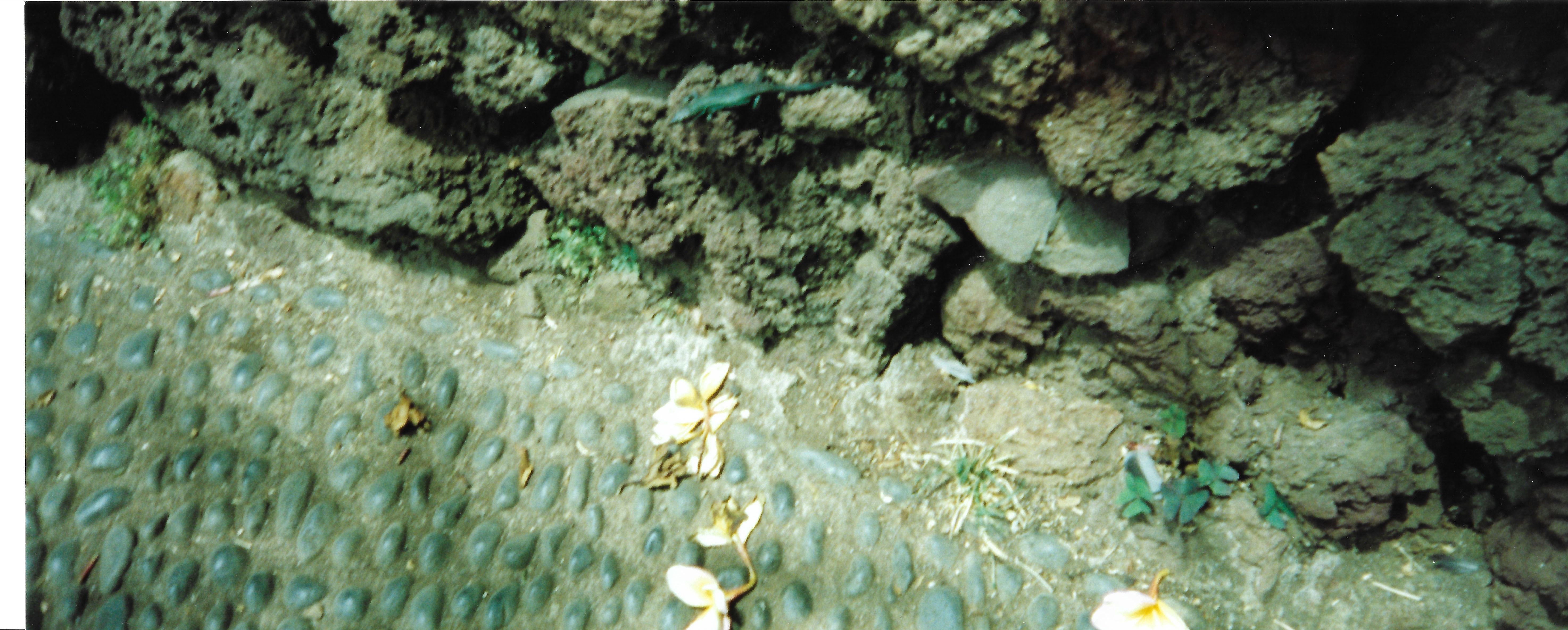 floor lizard madiera