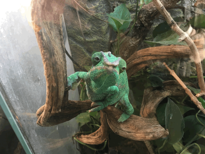 chameleon