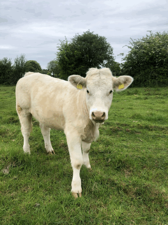 single white cow