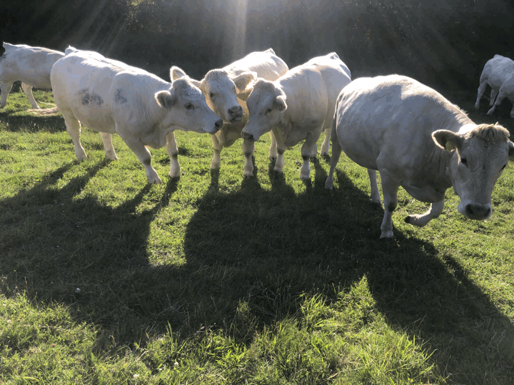 cows
